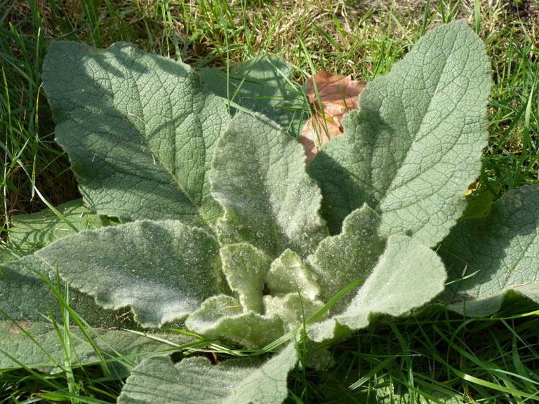 wortelrozet viltig vingerhoedskruid 4op3