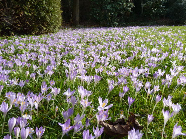 zee van krokussen 4op3