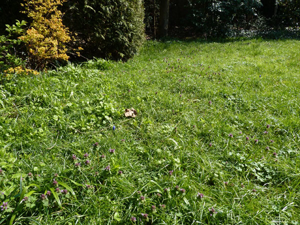 na de krokusbloei 4op3