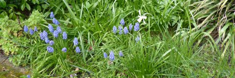 blauwe druifjes kop 3op1