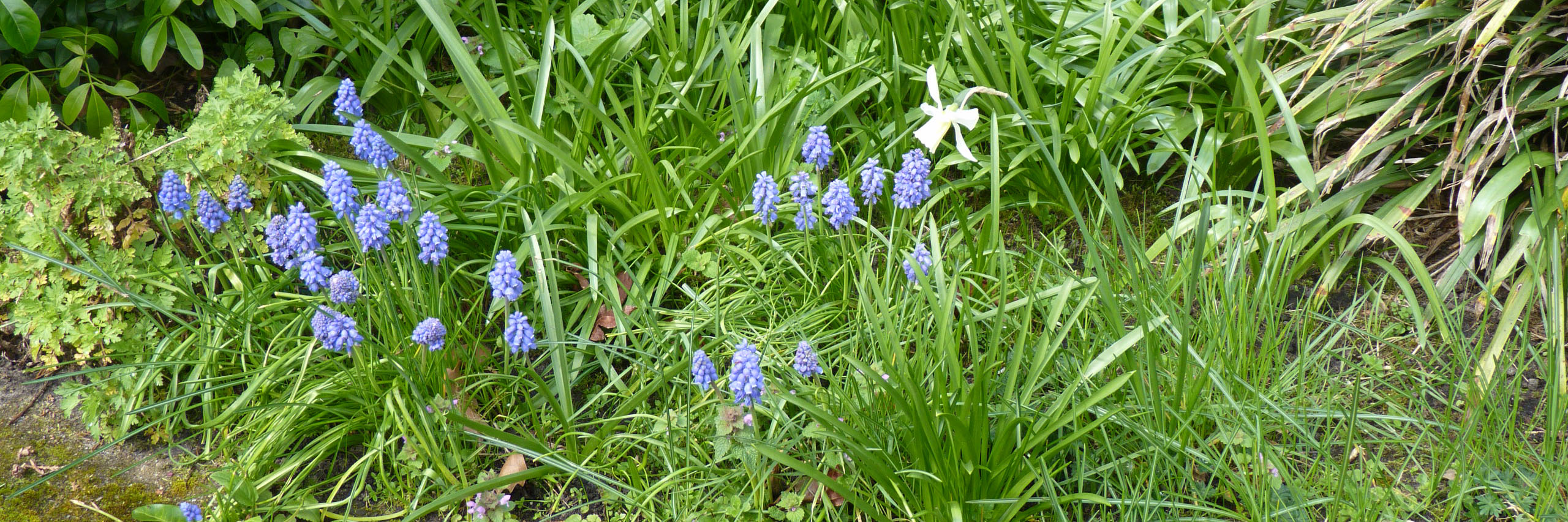 blauwe druifjes kop 3op1