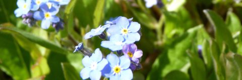 vergeetmijnietjes kop 3op1