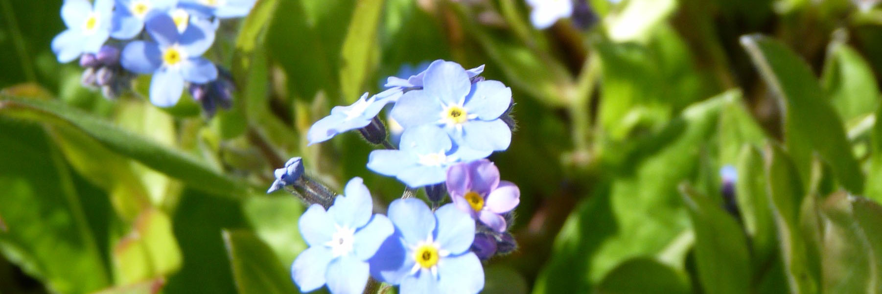 vergeetmijnietjes kop 3op1