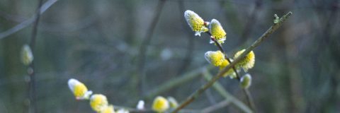 Kruipwilg - Salix repens kop 1280