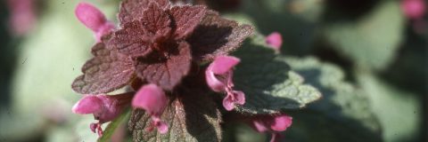 Bloemen paarse dovenetel kop 3op1