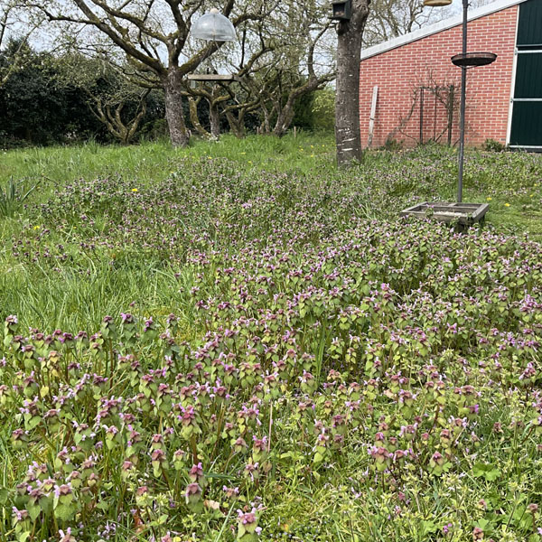 Paarse dovenetels massaal in bloei 1op1