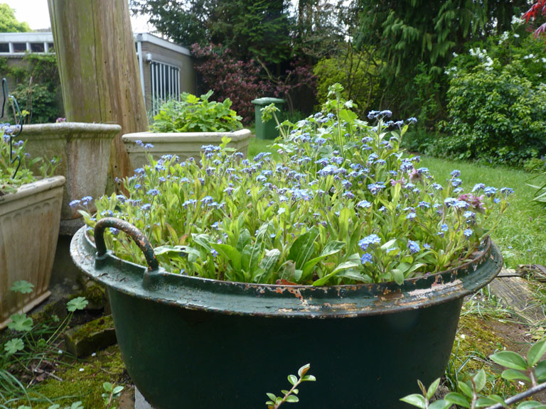 vergeetbak vergeetmijnietjes 4op3