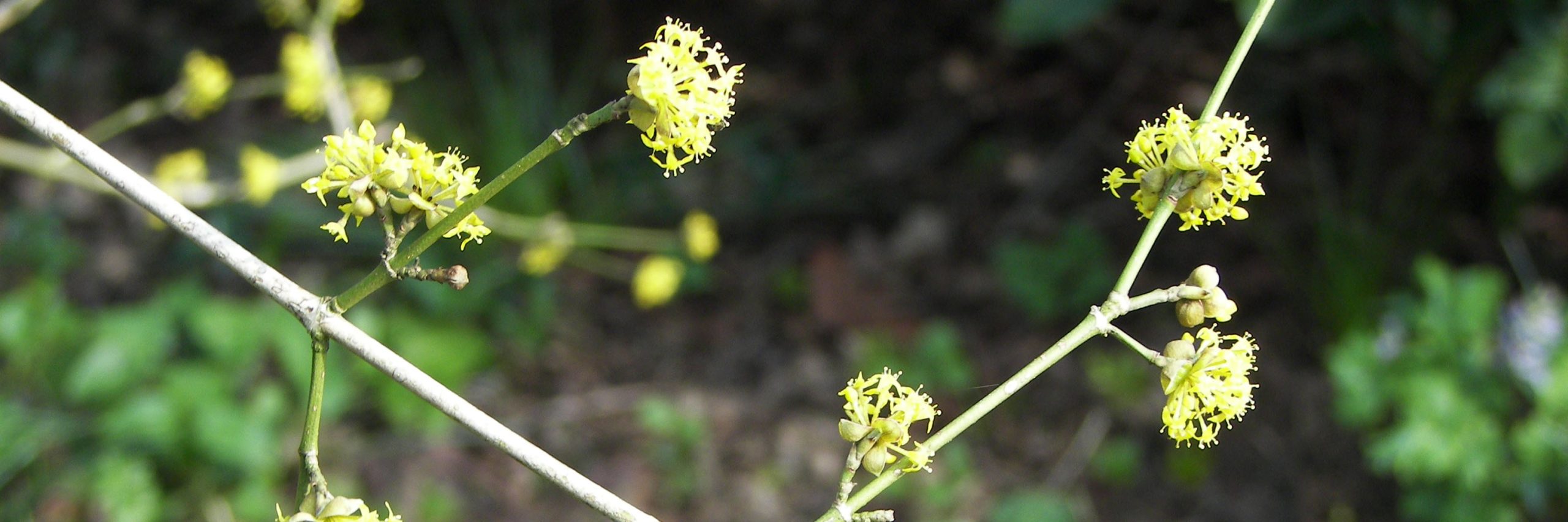 Gele kornoelje - Cornus mas kop 3op1