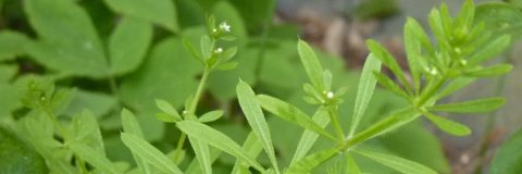kleefkruid - galium aparine kop 3op1