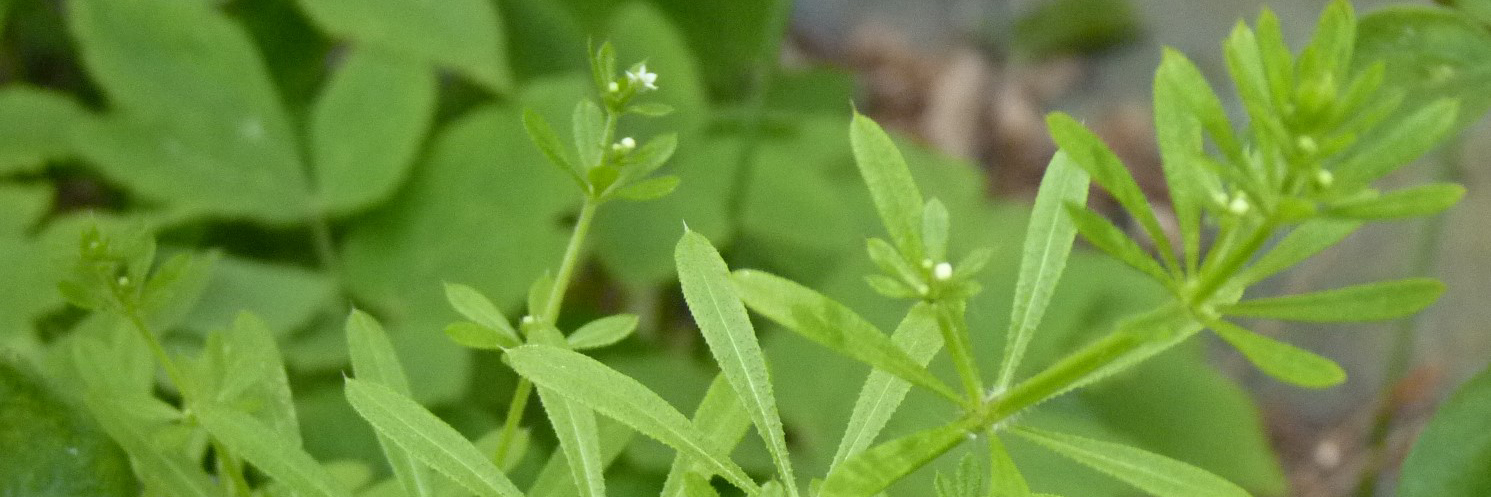 kleefkruid - galium aparine kop 3op1