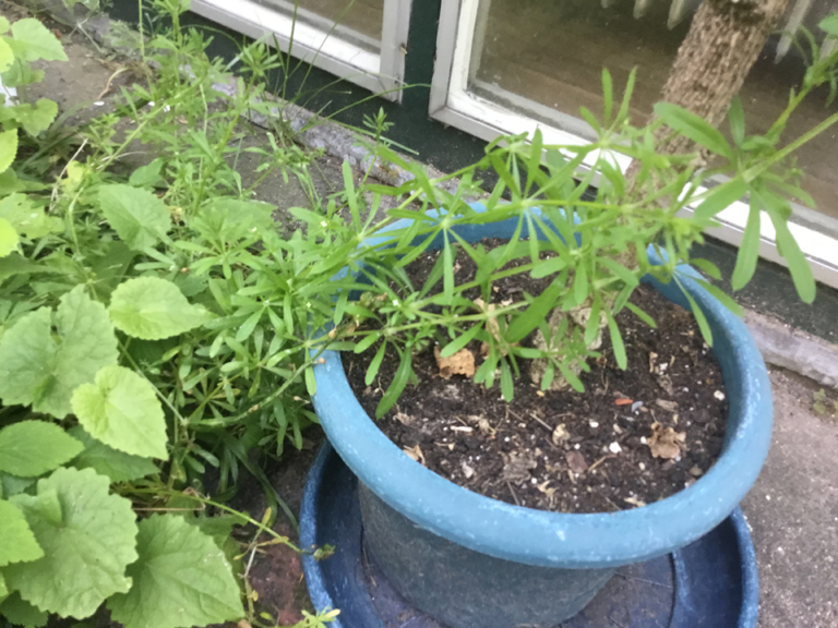kleefkruid klimmend in potplant