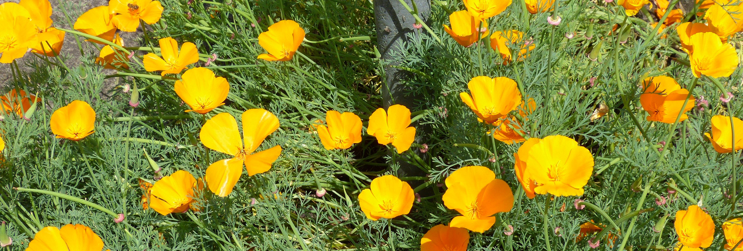 slaapmutsjes kop 3op1