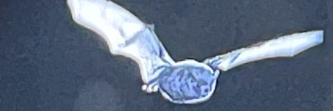 vleermuis bij nacht kop 3op1