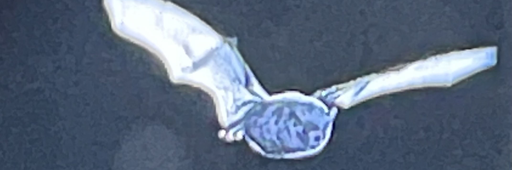 vleermuis bij nacht kop 3op1