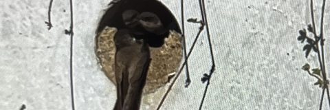 oeverzwaluwwand keersopperbeemden 2023