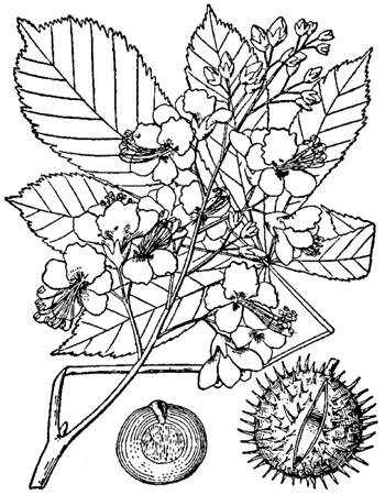 aesculus hippocastanum tekening