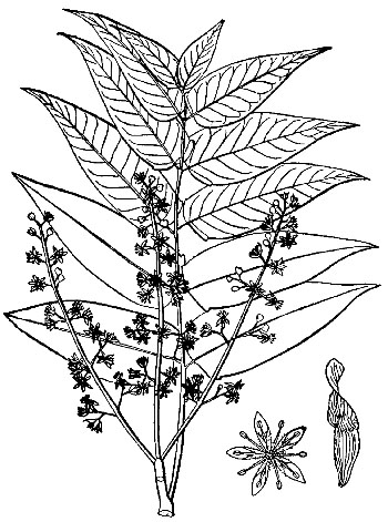 ailanthus altissima tekening