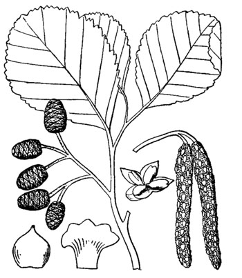 alnus glutinosa tekening
