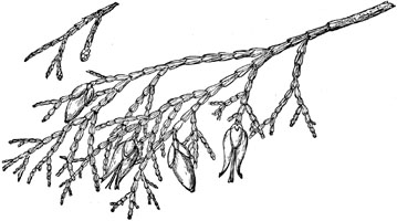 calocedrus decurrens tekening