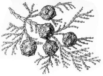 chamaecyparis obtusa tekening