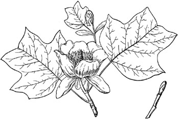 liriodendron tulipifera tekening