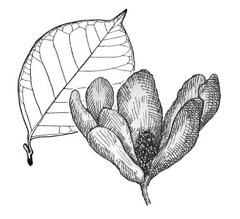 magnolia soulangiana tekening