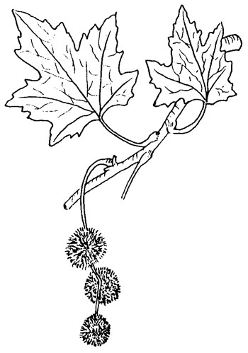 platanus orientalis tekening