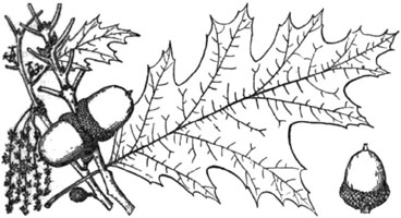 quercus rubra tekening