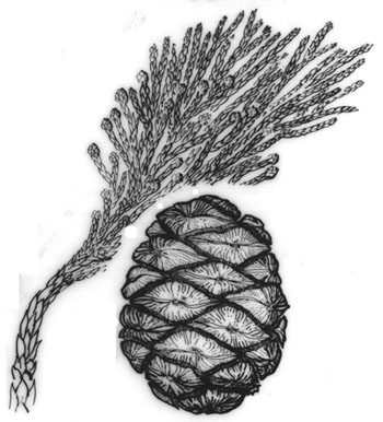 sequoiadendron giganteum tekening