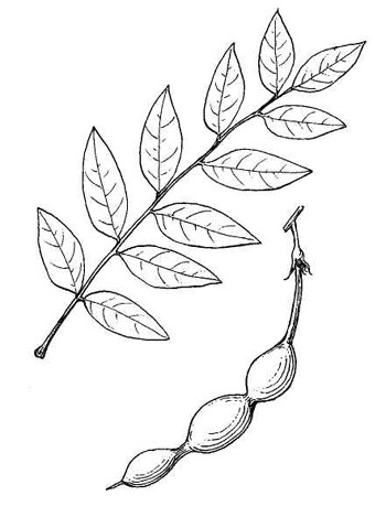 stychnolobium japonicum tekening