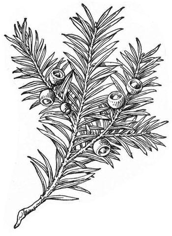 taxus baccata tekening