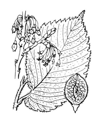 ulmus laevis tekening