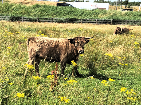 schotse hooglander 230705