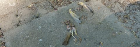 vogellijkje kop 3op1