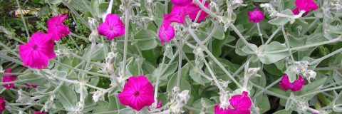 prikneus - silene coronaria kop 3op1