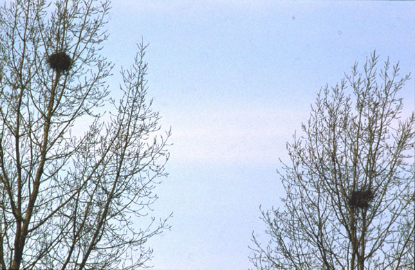 eksternest oud en nieuw