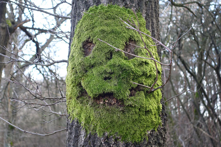 mosgezicht op boomstam