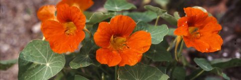 Oost-Indische kers kop 3op1