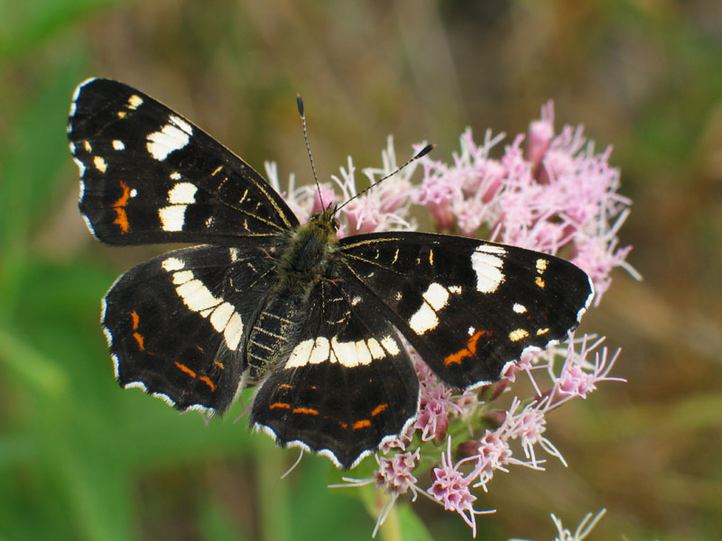 landkaartje zomervorm