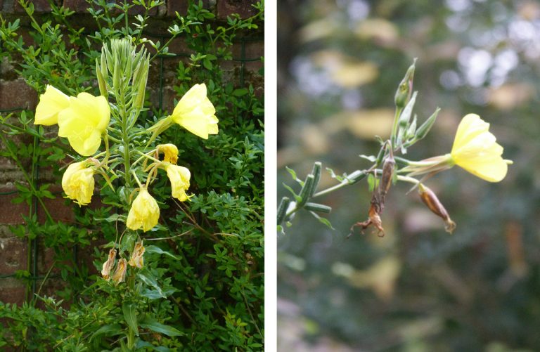 middelste teunisbloem collage