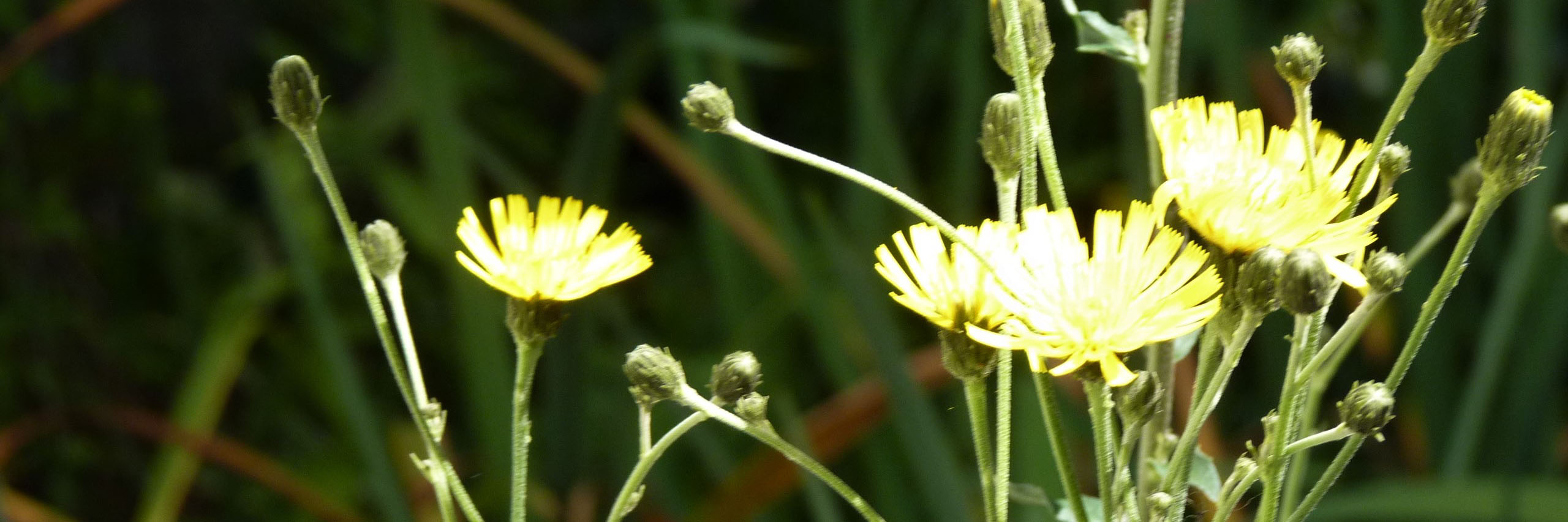 Stijf havikskruid kop 3op1