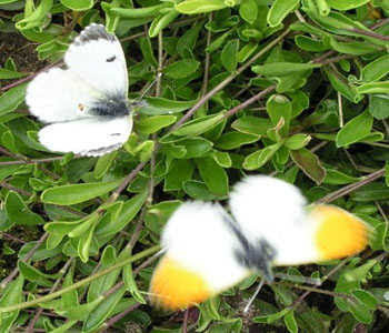 vlinders oranjetipje