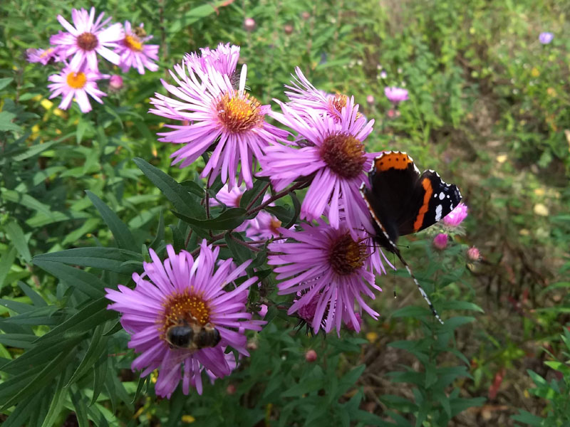 atalanta en honingbij op aster