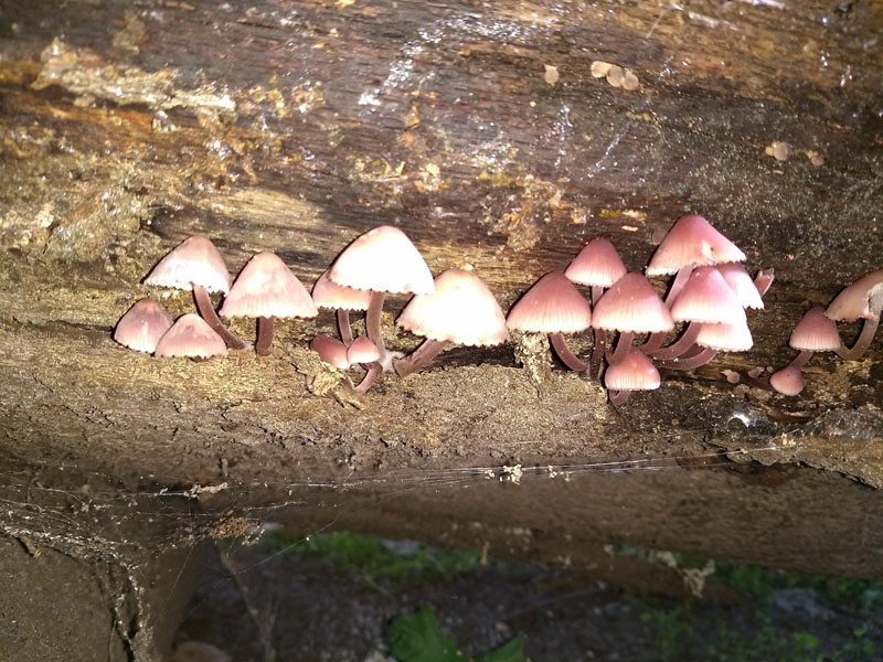 grote bloedsteelmycena 4op3