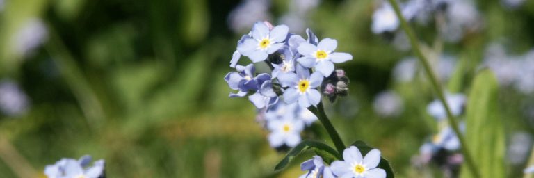 akkervergeetmijnietje kop 3op1