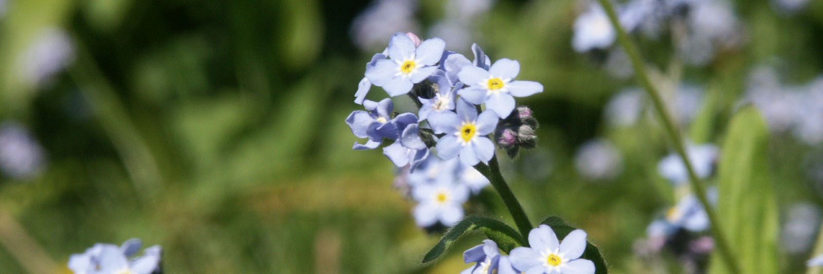 akkervergeetmijnietje kop 3op1