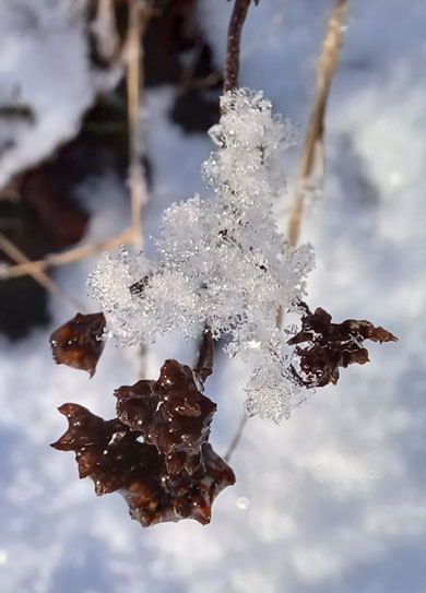 sneeuw vlindertuin waalre 24-01-2024, detail