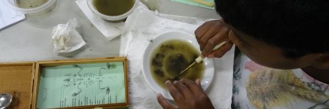 braakballen uitpluizen kop 3op1