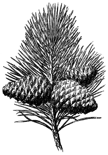 zeeden pinus pinaster tekening