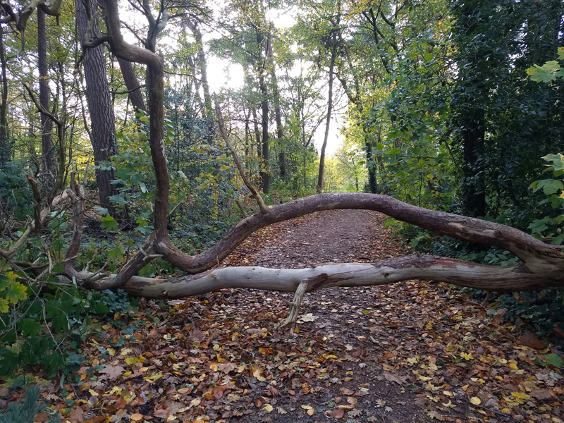 vlindertuin waalre omgevallen boom 231114